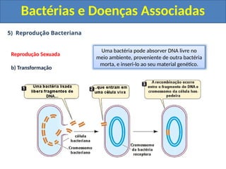 5) Reprodução Bacteriana
Bactérias e Doenças Associadas
Reprodução Sexuada
b) Transformação
Uma bactéria pode absorver DNA livre no
meio ambiente, proveniente de outra bactéria
morta, e inseri-lo ao seu material genético.
 