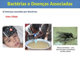 6) Doenças causadas por Bactérias
Febre Tifóide
Bactérias e Doenças Associadas
Mosca doméstica – uma
das principais veiculadoras
da febre tifóide.
 