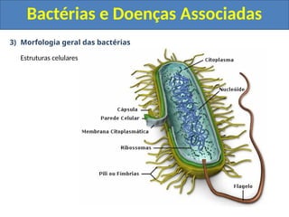 3) Morfologia geral das bactérias
Estruturas celulares
Bactérias e Doenças Associadas
 