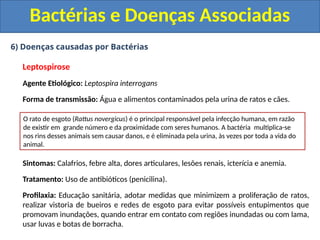 6) Doenças causadas por Bactérias
Leptospirose
Agente Etiológico: Leptospira interrogans
Forma de transmissão: Água e alimentos contaminados pela urina de ratos e cães.
Sintomas: Calafrios, febre alta, dores articulares, lesões renais, icterícia e anemia.
Tratamento: Uso de antibióticos (penicilina).
Profilaxia: Educação sanitária, adotar medidas que minimizem a proliferação de ratos,
realizar vistoria de bueiros e redes de esgoto para evitar possíveis entupimentos que
promovam inundações, quando entrar em contato com regiões inundadas ou com lama,
usar luvas e botas de borracha.
Bactérias e Doenças Associadas
O rato de esgoto (Rattus novergicus) é o principal responsável pela infecção humana, em razão
de existir em grande número e da proximidade com seres humanos. A bactéria multiplica-se
nos rins desses animais sem causar danos, e é eliminada pela urina, às vezes por toda a vida do
animal.
 