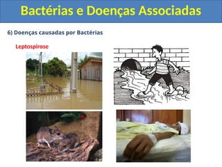 6) Doenças causadas por Bactérias
Leptospirose
Bactérias e Doenças Associadas
 