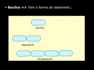 Bacilos =>  Tem a forma de bastonete  ; 