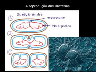 A reprodução das Bactérias   