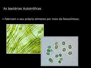 As bactérias Autotróficas  Fabricam o seu próprio alimento por meio da fotossíntese; 