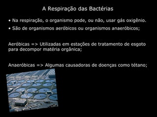 A Respiração das Bactérias   Na respiração, o organismo pode, ou não, usar gás oxigênio.  São de organismos aeróbicos ou organismos anaeróbicos;  Aeróbicas => Utilizadas em estações de tratamento de esgoto para decompor matéria orgânica; Anaeróbicas => Algumas causadoras de doenças como tétano;  