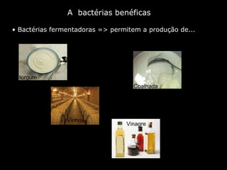 A  bactérias benéficas Bactérias fermentadoras => permitem a produção de... permitem a produção  permitem a produção  Iorgute Coalhada Vinhos Vinagre 