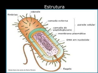 Estrutura Célula típica dos seres do Reino Monera 