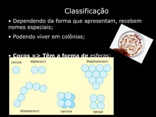 Classificação Dependendo da forma que apresentam, recebem nomes especiais; Podendo viver em colônias; Cocos => Têm a forma de  esferas ;   