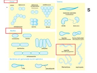 Tipos morfológicos de bactérias
 