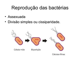 Reprodução das bactérias
• Assexuada
• Divisão simples ou cissiparidade.
 