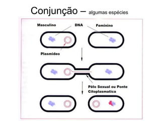 Conjunção – algumas espécies
 