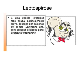 Leptospirose
 