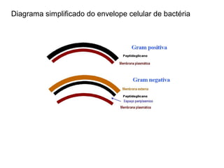 Diagrama simplificado do envelope celular de bactéria
Gram positiva e Gram negativa
 