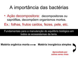 A importância das bactérias
• Ação decompositora: decompositoras ou
saprófitas, decompõem organismos mortos.
Ex.: folhas, frutos caídos, fezes, pele, etc.
Matéria orgânica morta Matéria inorgânica simples
Aproveitada por
outros seres vivos
Fundamentais para a manutenção do equilíbrio biológico em
todos os ecossistemas da terra.
 