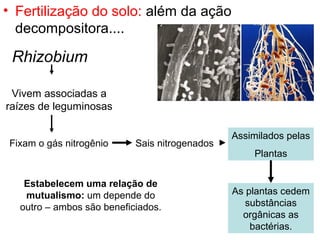 • Fertilização do solo: além da ação
decompositora....
Rhizobium
Vivem associadas a
raízes de leguminosas
Fixam o gás nitrogênio Sais nitrogenados
Assimilados pelas
Plantas
Estabelecem uma relação de
mutualismo: um depende do
outro – ambos são beneficiados.
As plantas cedem
substâncias
orgânicas as
bactérias.
 