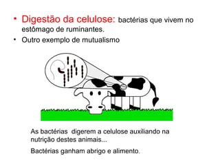 • Digestão da celulose: bactérias que vivem no
estômago de ruminantes.
• Outro exemplo de mutualismo
As bactérias digerem a celulose auxiliando na
nutrição destes animais...
Bactérias ganham abrigo e alimento.
 
