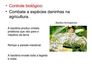 • Controle biológico:
• Combate a espécies daninhas na
agricultura.
Bacillus thuringiensis
A bactéria produz cristais
protéicos que vão para o
intestino da larva
Rompe a parede intestinal.
A bactéria invade toda a lagarta
e mata.
 