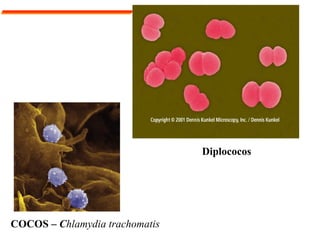 COCOS – Chlamydia trachomatis
Diplococos
 