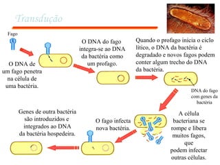 Transdução
Fago
O DNA de
um fago penetra
na célula de
uma bactéria.
O DNA do fago
integra-se ao DNA
da bactéria como
um profago.
Quando o profago inicia o ciclo
lítico, o DNA da bactéria é
degradado e novos fagos podem
conter algum trecho do DNA
da bactéria.
A célula
bacteriana se
rompe e libera
muitos fagos,
que
podem infectar
outras células.
O fago infecta
nova bactéria.
Genes de outra bactéria
são introduzidos e
integrados ao DNA
da bactéria hospedeira.
DNA do fago
com genes da
bactéria
 