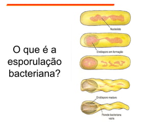 O que é a
esporulação
bacteriana?
 