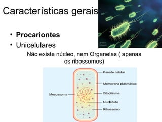 Características gerais
• Procariontes
• Unicelulares
Não existe núcleo, nem Organelas ( apenas
os ribossomos)
 