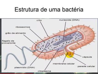 Estrutura de uma bactéria
 