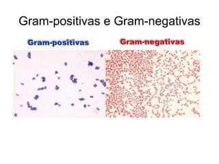 Gram-positivas e Gram-negativas
 