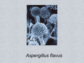 Aspergillus flavus
 