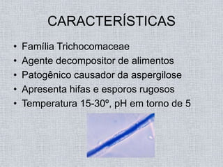 CARACTERÍSTICAS
•   Família Trichocomaceae
•   Agente decompositor de alimentos
•   Patogênico causador da aspergilose
•   Apresenta hifas e esporos rugosos
•   Temperatura 15-30º, pH em torno de 5
 