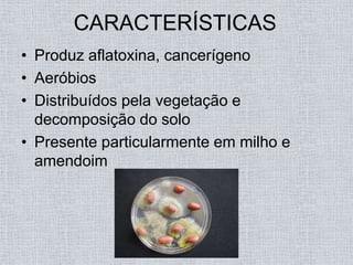 CARACTERÍSTICAS
• Produz aflatoxina, cancerígeno
• Aeróbios
• Distribuídos pela vegetação e
  decomposição do solo
• Presente particularmente em milho e
  amendoim
 