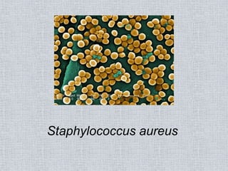 Staphylococcus aureus
 