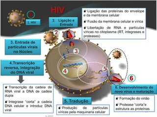 1
                           HIV                   Ligação das proteínas do envelope
                                                 e da membrana celular
                              2. Ligação e       Fusão da membrana celular e vírica
            1. HIV
                                  Entrada
                                                 Libertação de RNA e partículas
                                                 víricas no citoplasma (RT, integrases e
                                                 proteases)
  3. Entrada de
 partículas virais
    no Núcleo

   4.Transcrição
reversa, integração
   do DNA viral
                                                                              6
Transcrição da cadeia de                                           6. Desenvolvimento do
RNA viral a DNA de cadeia                                           novo vírus e maturação
dupla
                                                                     Formação do virião
Integrase “corta” a cadeia         5. Tradução
DNA celular e introduz DNA                                           Protease “corta”e
                                 Produção       de    partículas    estrutura as proteínas
viral                                                                                      14
                                 víricas pela maquinaria celular
                       IL 2010
 