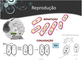 Reprodução

             BIPARTIÇÃO




  CONJUGAÇÃO




   IL 2010                20
 