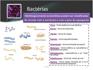 Bactérias e Vírus