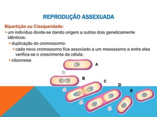 REPRODUÇÃO ASSEXUADA
Bipartição ou Cissiparidade:
 um indivíduo divide-se dando origem a outros dois geneticamente
idênticos:
 duplicação do cromossomo:
 cada novo cromossomo fica associado a um mesossomo e entre eles
verifica-se o crescimento da célula;
 citocinese.
 