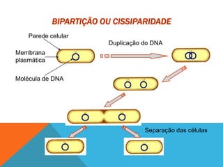 Duplicação do DNA
Separação das células
Parede celular
Membrana
plasmática
Molécula de DNA
BIPARTIÇÃO OU CISSIPARIDADE
 