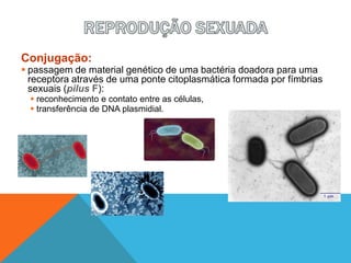 Conjugação:
 passagem de material genético de uma bactéria doadora para uma
receptora através de uma ponte citoplasmática formada por fímbrias
sexuais (pilus F):
 reconhecimento e contato entre as células,
 transferência de DNA plasmidial.
 