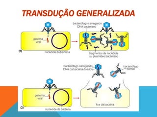 TRANSDUÇÃO GENERALIZADA
 