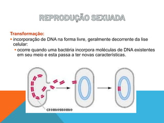 Transformação:
 incorporação de DNA na forma livre, geralmente decorrente da lise
celular:
 ocorre quando uma bactéria incorpora moléculas de DNA existentes
em seu meio e esta passa a ter novas características.
 