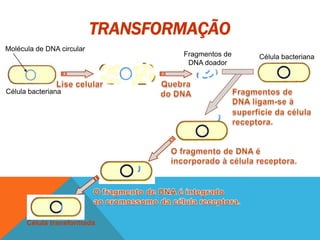 Célula bacteriana
Fragmentos de
DNA doador
Célula bacteriana
Célula transformada
Molécula de DNA circular
TRANSFORMAÇÃO
 