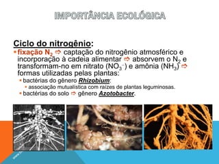 Ciclo do nitrogênio:
fixação N2  captação do nitrogênio atmosférico e
incorporação à cadeia alimentar  absorvem o N2 e
transformam-no em nitrato (NO3 ) e amônia (NH3) 
formas utilizadas pelas plantas:
 bactérias do gênero Rhizobium:
 associação mutualística com raízes de plantas leguminosas.
 bactérias do solo  gênero Azotobacter.
 