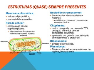 ESTRUTURAS (QUASE) SEMPRE PRESENTES
Membrana plasmática:
 natureza lipoprotéica;
 permeabilidade seletiva.
Parede celular:
 composição básica:
peptideoglicano:
 algumas também possuem
membrana externa lipídica;
Nucleóide (cromossomo):
 DNA circular não associado a
histonas:
 estabilizado por outras proteínas de
natureza básica.
Citoplasma:
 matriz composta por cerca de 70%
de água, além dos demais
compostos celulares;
 apresenta um grande concentração
de ribossomos e proteínas.
Ribossomos:
 síntese de proteínas.
Plasmídeos:
 DNA circular extra cromossômico, de
replicação autônoma.
 