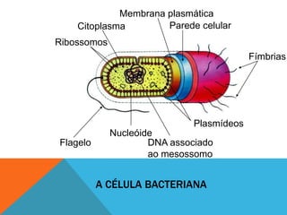 A CÉLULA BACTERIANA
Fímbrias
Parede celular
Plasmídeos
DNA associado
ao mesossomo
Nucleóide
Flagelo
Citoplasma
Ribossomos
Membrana plasmática
 