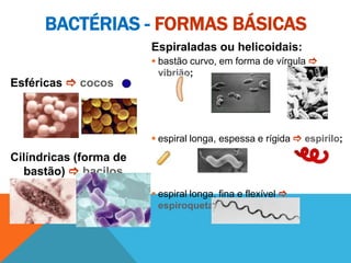 BACTÉRIAS - FORMAS BÁSICAS
Esféricas  cocos
Cilíndricas (forma de
bastão)  bacilos
Espiraladas ou helicoidais:
 bastão curvo, em forma de vírgula 
vibrião;
 espiral longa, espessa e rígida  espirilo;
 espiral longa, fina e flexível 
espiroqueta.
 