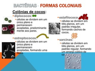- FORMAS COLONIAIS
estafilococos:
 células se dividem em
três planos, em um
padrão irregular,
formando cachos de
cocos.
sarcinas:
 células se dividem em
três planos, em um
padrão regular, formando
um arranjo cúbico de
cocos.
Colônias de cocos:
diplococos:
 células se dividem em um
único plano e
permanecem
acopladas, predominante
mente aos pares.
estreptococos:
 células se dividem em um
único plano e
permanecem
acopladas, formando uma
fileira.
 