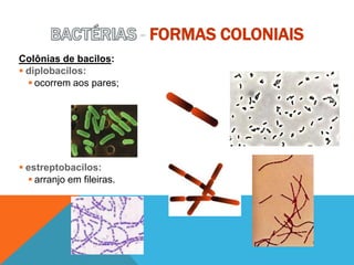 - FORMAS COLONIAIS
Colônias de bacilos:
 diplobacilos:
 ocorrem aos pares;
 estreptobacilos:
 arranjo em fileiras.
 