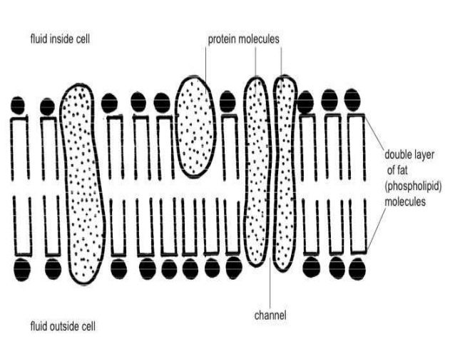 bacteria shapes and arrangement explained bacteria shapes and arrangement explained