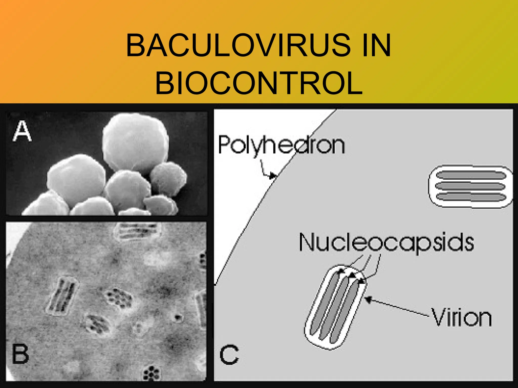 BACULOVIRUS IN
BIOCONTROL
 