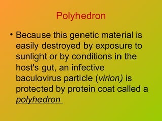 Polyhedron
• Because this genetic material is
easily destroyed by exposure to
sunlight or by conditions in the
host's gut, an infective
baculovirus particle (virion) is
protected by protein coat called a
polyhedron
 