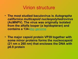 Virion structure
• The most studied baculovirus is Autographa
californica multicapsid nucleopolyhedrovirus
(AcMNPV). The virus was originally isolated
from the alfalfa looper (a lepidopteran) and
contains a 134-kbp genome
• The major capsid protein VP39 together with
some minor proteins forms the nucleocapsid
(21 nm x 260 nm) that encloses the DNA with
p6.9 protein
 